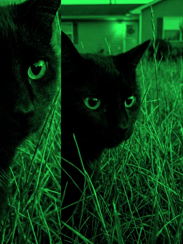 Black cat hidden in grass · Night Vision