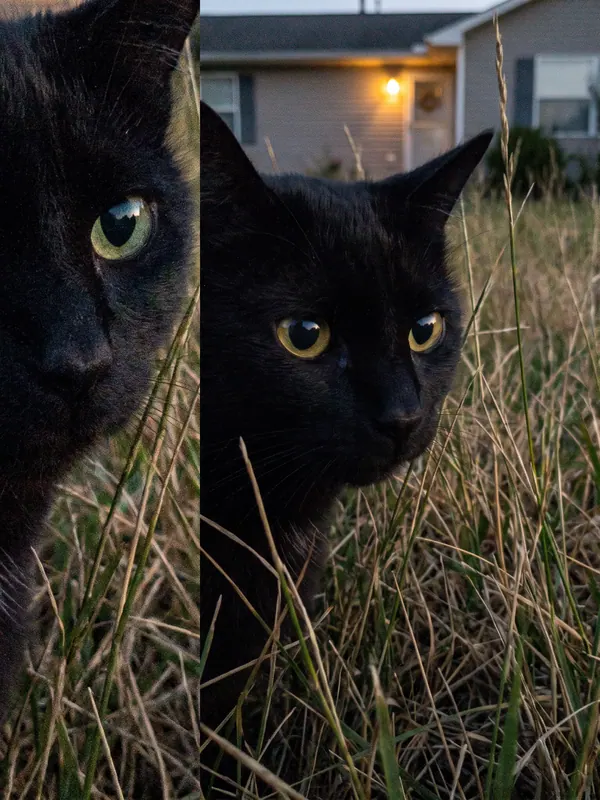 Black cat hidden in grass · Visible light