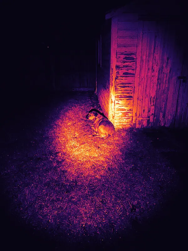 Brown dog beside a garden shed · Ironbow