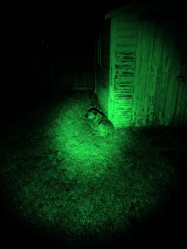 Brown dog beside a garden shed · Night Vision