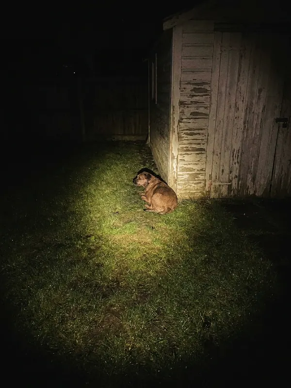Brown dog beside a garden shed · Visible light