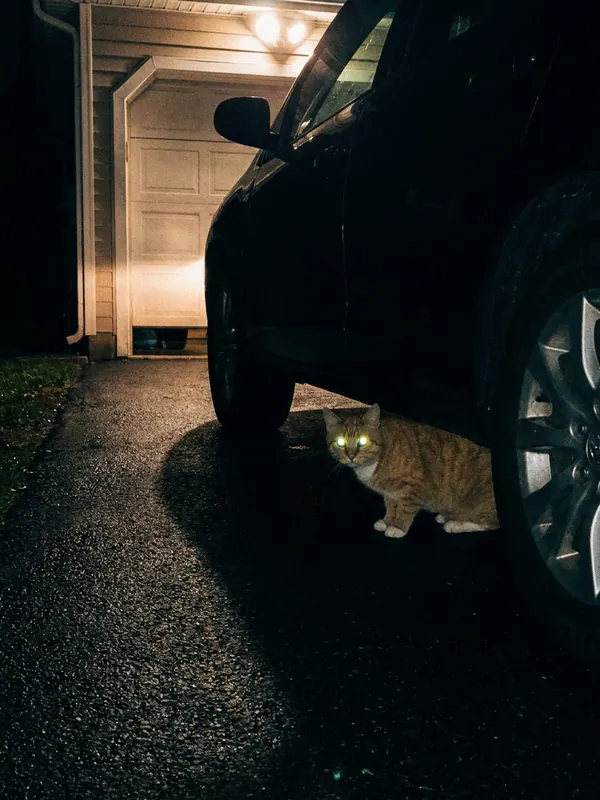 Orange cat under a parked car · Visible light
