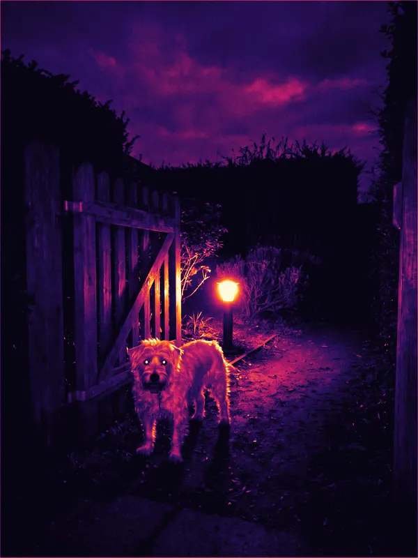 White dog near a backyard gate · Ironbow