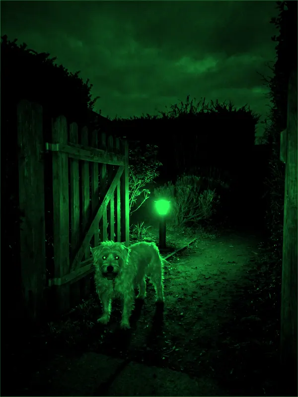 White dog near a backyard gate · Night Vision