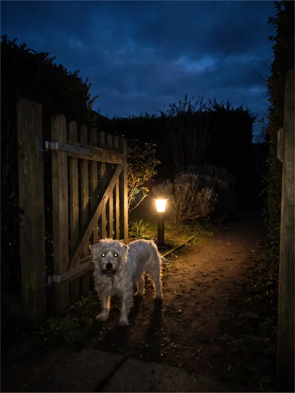 White dog near a backyard gate · Visible light