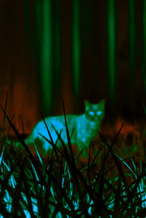 Cat with an Arctic thermal-inspired palette